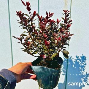 赤葉ツツジ カッパーエバー 5号 【送料無料】 銅葉ツツジ 苗 苗木 花木 庭木 植木 常緑樹 常緑低木 母の日