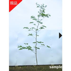 現品発送 アオダモ 樹高1.8-2.1m(根鉢含まず）あおだも 苗木 苗 雑木 落葉樹 落葉高木 シンボルツリー 爆買