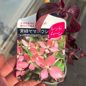 常緑ヤマボウシ レッドムーン 7号 樹高60c...の詳細画像1