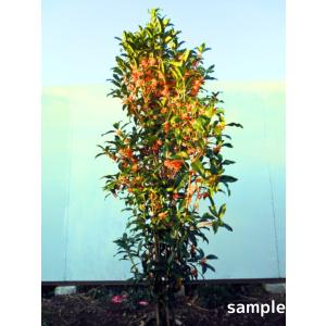 ヤシの木 トウシュロ 約1.4m 現品発送 特大株 植木苗木 寒耐性 唐棕梠