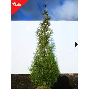 現品発送 コウヤマキ(高野槙、高野槇) 樹高1....の商品画像