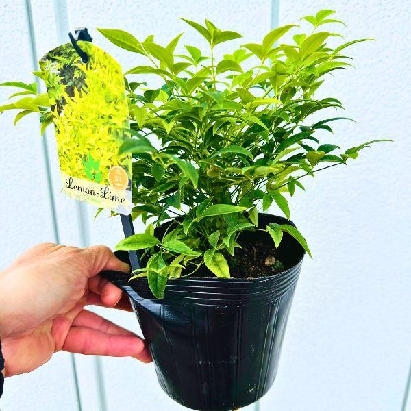 海外から来た矮性南天 レモンライムナンテン 5号 庭木 植木　常緑樹　常緑低木 (PVP) 送料無料