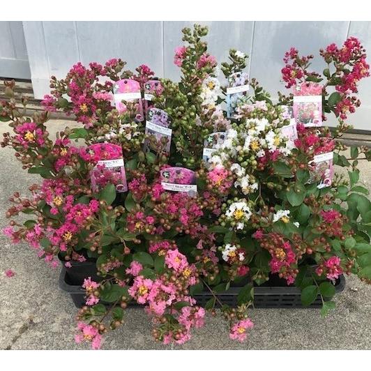 珍しい！大きくならない低木のサルスベリ 5品種セット サルスベリwhith LOVEシリーズ PVP...