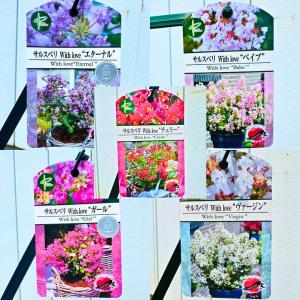 珍しい!大きくならない低木のサルスベリ 5品種...の詳細画像3