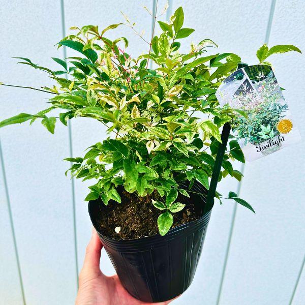 大きくならない 低木の斑入り南天(フイリナンテン)トワイライト 5号 PVP 常緑低木 常緑樹 矮性