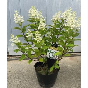 コンパクトノリウツギ ベビーレース ６号ポット アジサイ樹高50cm前後(根鉢含まず)