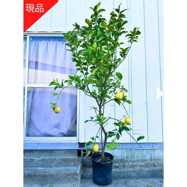現品発送 レモンの苗木 リスボン ９号 樹高2.2-2.3m(鉢底から) 苗木 レモンの木 接木苗 ...