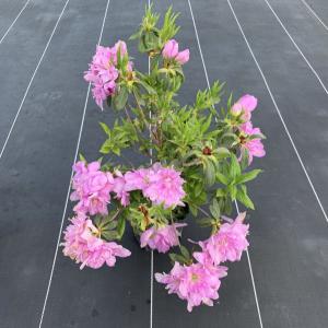 6本セット ヒラドツツジ(平戸ツツジ) 藤万葉 約0.3m(根鉢含む) 花木 庭木 植木 常緑樹 常緑低木 送料無料 爆買