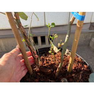 ユーカリ ポポラス 一点もの 9号 樹高2.0...の詳細画像1
