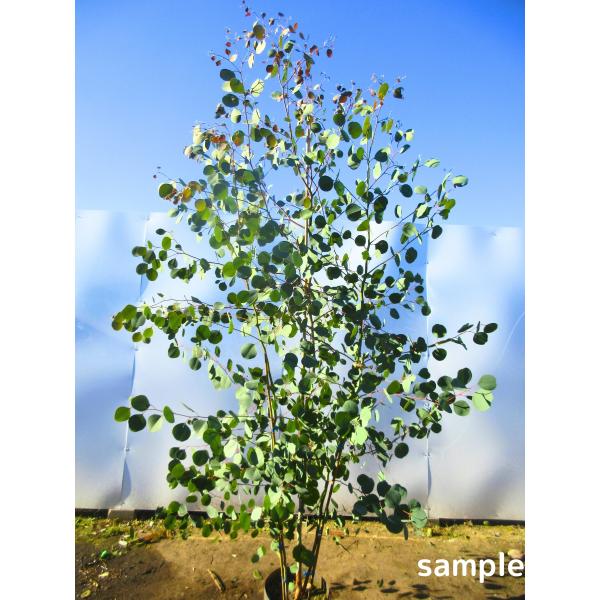 ユーカリ(ポポラス) 株立ち 樹高1.8m前後(根鉢含まず) 苗木 苗 マルバユーカリの木 シンボル...