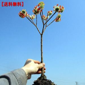 珍しい 赤花三つ又（ミツマタ）樹高0.4m前後(根鉢含まず) 花木 庭木 植木 落葉樹 落葉低木 送料無料｜greenx2