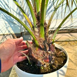 ココスヤシ 7号 鉢カバー 樹高80cm前後(...の詳細画像1