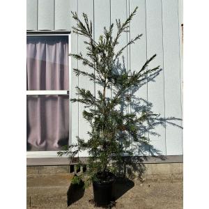 ブラシノキ カリステモン ドーソンリバー 約1.7m 1本株 特大植木苗木