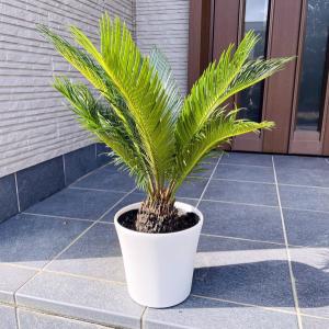 ソテツ (蘇鉄) 5号ポット苗 観葉植物 : 苗木部 花ひろばオンライン