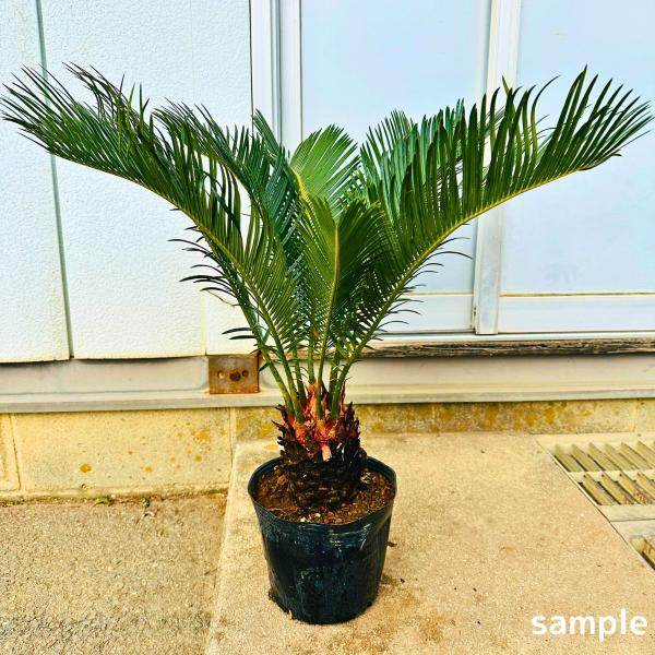 ソテツ 蘇鉄 6号 シンボルツリー 苗木 苗 50cm(鉢底から) 庭木 植木 常緑樹 観葉植物 屋...