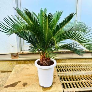 ソテツ 蘇鉄 6号 鉢カバー シンボルツリー 庭木 植木 常緑樹 ソテツ 蘇鉄 6号 鉢カバー シンボルツリー 庭木 植木 常緑樹