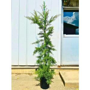 メラレウカ レッドジェム 樹高1.5m以上(鉢底から）9号ポット シンボル