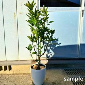 みかんの木 苗木 宮川早生 樹高1.2m前後(鉢底から)8号 ミカンの木 温州