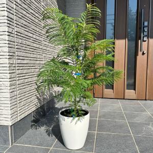 ジャカランダ 6号ポット苗 実生 : 苗木部 花ひろばオンライン - 通販