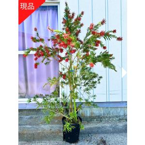 ブラシノキ カリステモン ドーソンリバー 約1.7m 1本株 特大植木苗木
