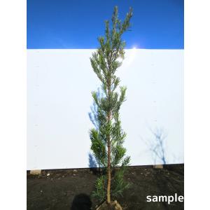 現品発送 オリーブの木 14号 鉢植え 樹高1.5-1.7m(鉢底から）シンボル