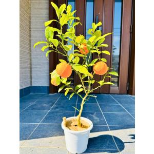 7/15 実付き】レモンの木 7号 マイヤーレモン 樹高1.0m(鉢底から