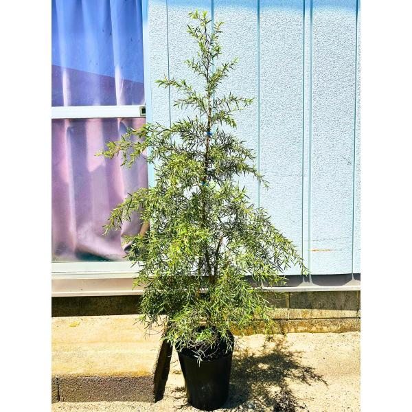 シルバーティーツリー レプトスペルマム 樹高1.8m前後(鉢底から）8-9号ポット ティーツリー シ...