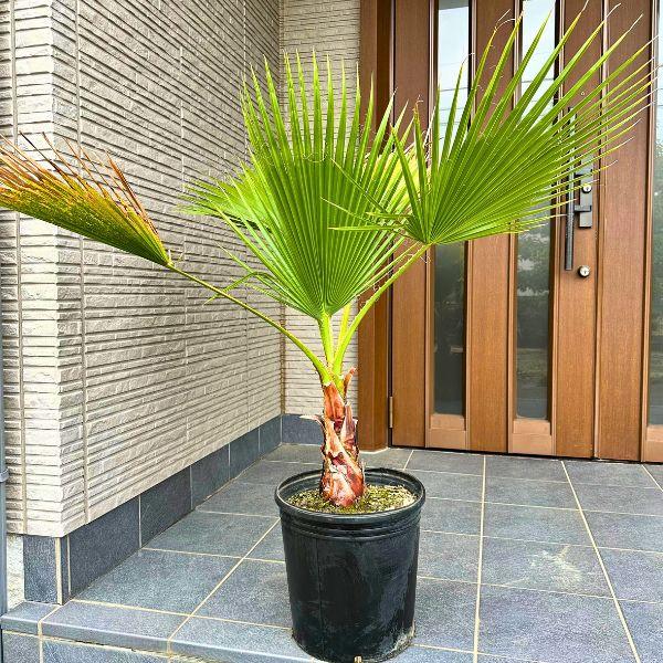 ワシントンヤシ 10号 樹高110cm前後(鉢底から）シンボルツリー 庭木 植木 常緑樹 常緑高木 ...