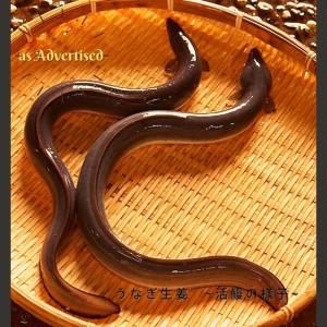 うなぎ生姜6瓶【ご飯のお供 マツコ 6瓶 黄金...の詳細画像4