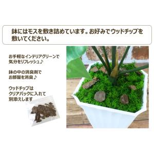 フェイクグリーン 人工観葉植物 ユーカリ 5号...の詳細画像2