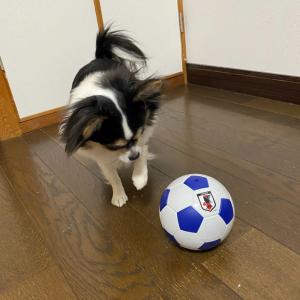 犬用おもちゃ トリートサッカーボール 知育トイ...の詳細画像4