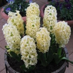 ヒアシンス球根 黄色 3球入