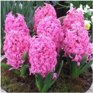 ヒアシンス 球根 桃色 3球入