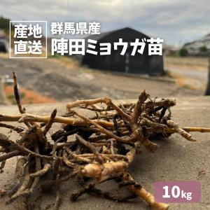 【在庫限り】陣田ミョウガ苗 陣田みょうが苗 ミョウガ みょうが 10kg 無農薬 根茎 苗 群馬県産 送料無料