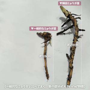 【在庫限り】陣田ミョウガ苗 陣田みょうが苗 ミ...の詳細画像1