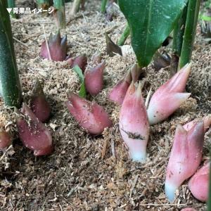 【在庫限り】陣田ミョウガ苗 陣田みょうが苗 ミ...の詳細画像2