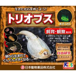 ニチドウ トリオプス 飼育観察セット【ネコポス不可】｜guruguru-cosme
