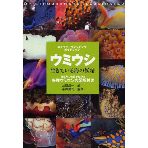 ウミウシ 生きている海の妖精 特徴がひと目でわかる各種ウミウシの図解付き