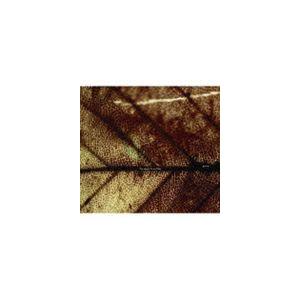 Pay money To my Pain / gene [CD]