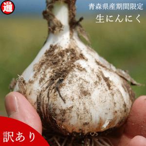 新物予約 早割り 生産者直送 生にんにく 青森  Mサイズ 1kg 送料無料  新鮮土根つき採れまま訳あり 約12〜23玉 採れたて期間限定 青森県産 幻の生にんにく