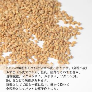 ネバ玄粒 小麦 国産 玄小麦 ネバリゴシ 80...の詳細画像4