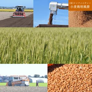 ネバ全 全粒粉 中力粉 10kg 2kg×5 ...の詳細画像3