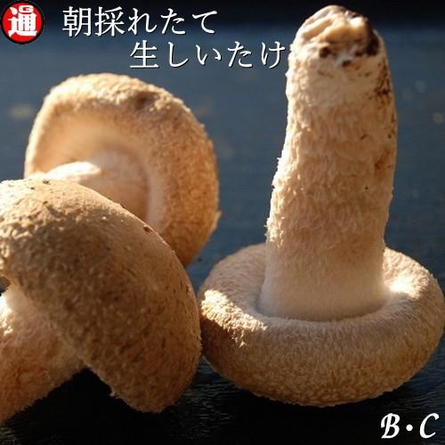 生しいたけ お得なB・C級品 500g 味は一級品 朝採れたて菌床栽培 生椎茸 しいたけ 国産 生し...