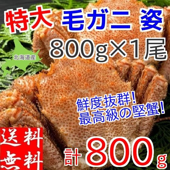 毛ガニ 特大 800g×1杯 毛蟹 北海道産 ボイル 一匹 冷凍 ギフト 蟹味噌 お取り寄せ グルメ