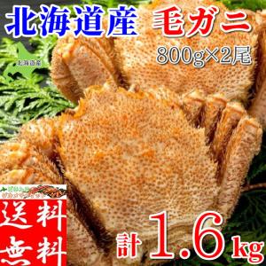 毛ガニ 特大 北海道 毛蟹 蟹味噌 お取り寄せ グルメ ギフト 1.6kg (800g×2尾) セット ボイル 冷凍｜gurumeitiba