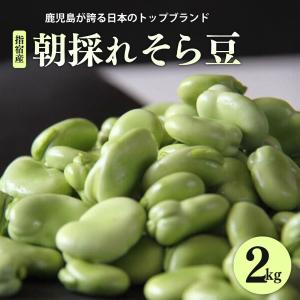 販売  青空レストランで紹介 指宿産 朝摘み そら豆