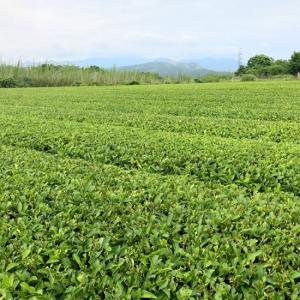 鹿児島 有機JAS認定 生姜紅茶 40包入り ...の詳細画像3