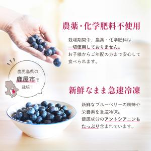 鹿児島県産 冷凍ブルーベリー 1.2kg 農薬...の詳細画像1