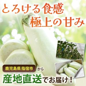 鹿児島 白なす 6本入り とろーり 旨ナス 白...の詳細画像1