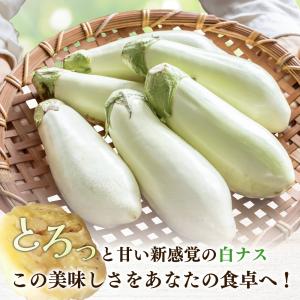 鹿児島 白なす 6本入り とろーり 旨ナス 白...の詳細画像5